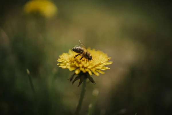 Eine Nahaufnahme Einer Honigbiene Auf Schönem Gelben Löwenzahn — Stockfoto