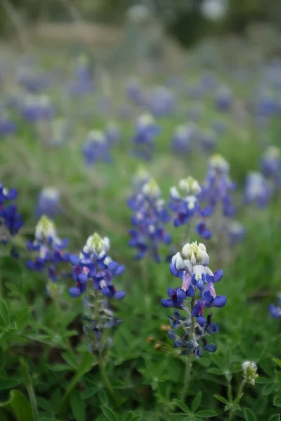 Gyönyörű Texasi Kékhálók Szelektív Fókusza — Stock Fotó