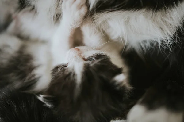 Een Close Shot Van Pasgeboren Kittens Met Mama — Stockfoto