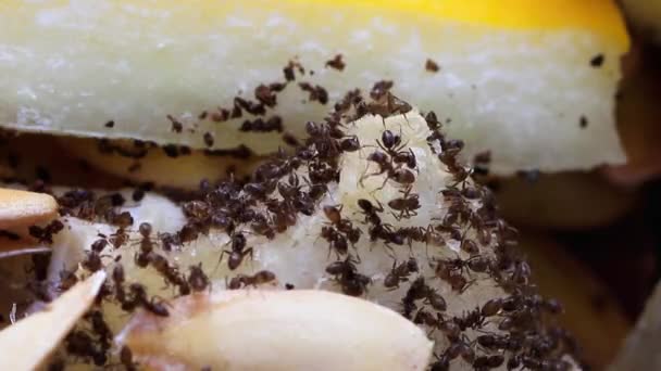 Une Macro Colonie Fourmis Déplaçant Sur Les Fruits — Video