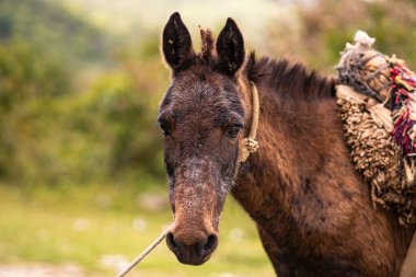 Mule in Dominica tied to post looking directly into the camera with flared nostril clipart