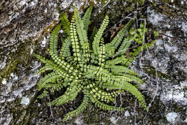 A maidenhair spleenwort plant on mossy stone background clipart