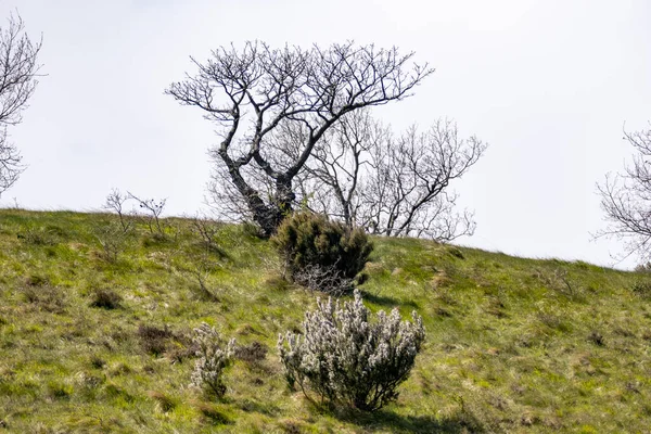 Uma Colina Verde Animada Com Arbustos Árvores Crescendo Sob Céu — Fotografia de Stock