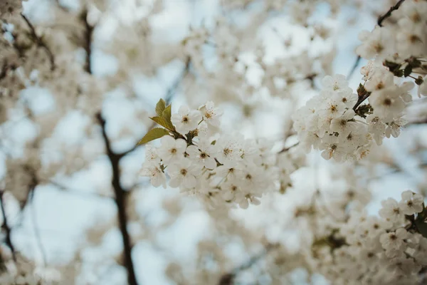 Zbliżenie Strzał Białego Kwiatu Wiśni Kwiaty Gałęziach — Zdjęcie stockowe