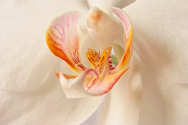白色兰花被宏观射中 — 图库照片