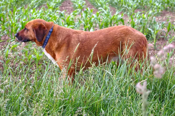 Egy Barna Rhodesian Ridgeback Fajta Kutya Füvön — Stock Fotó