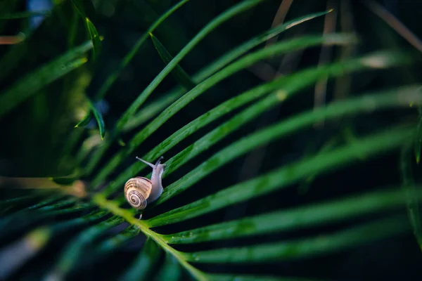 森の中の緑の葉にゆっくりと這う小さなカタツムリのクローズアップ — ストック写真