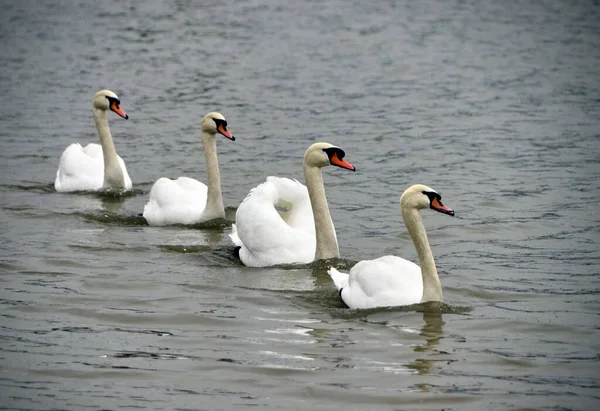Tiro Foco Seletivo Cisnes Brancos Água — Fotografia de Stock