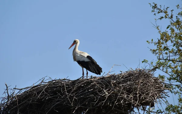 Eine Selektive Fokusaufnahme Eines Storchs Seinem Nest — Stockfoto