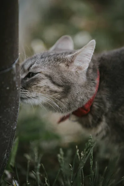 Eine Vertikale Nahaufnahme Einer Grauen Katze Gras — Stockfoto