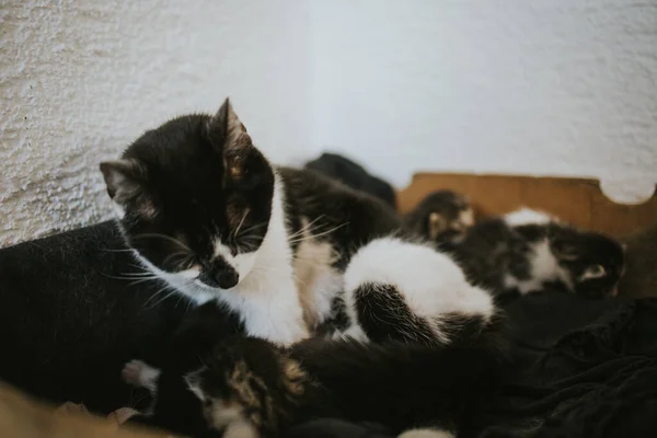 Eine Nahaufnahme Von Einer Süßen Katzenmutter Und Ihren Babys — Stockfoto