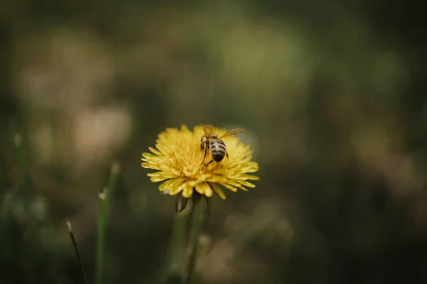Eine Nahaufnahme Einer Biene Die Einen Gelben Löwenzahn Bestäubt — Stockfoto