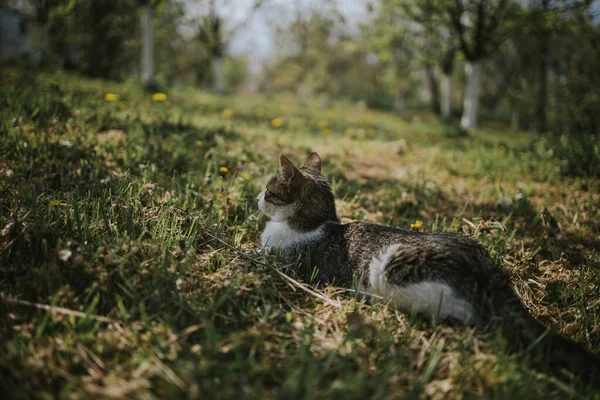 Eine Entzückende Hauskatze Einem Feld Aus Gras Und Blumen — Stockfoto