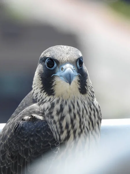 Närbild Bild Hobby Fågel Med Stora Ögon Suddig Bakgrund — Stockfoto