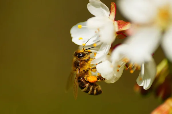 Méhecske Egy Cseresznyevirágzáson Egy Frankfurti Parkban — Stock Fotó