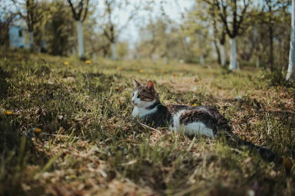 Eine Nahaufnahme Einer Niedlichen Gestreiften Katze Auf Einer Wiese — Stockfoto