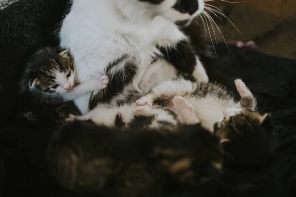 Eine Nahaufnahme Von Einer Süßen Katzenmutter Und Ihren Babys — Stockfoto