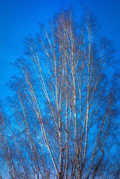 Vertikal Bild Kala Trädgrenar Med Blå Himmel Bakgrunden — Stockfoto