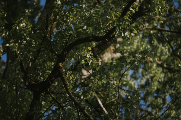 Närbild Grenarna Ett Körsbärsträd — Stockfoto