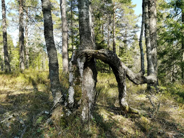 Knappen Tepesi Vestfold Norveç Yolunda Ormandaki Deforme Olmuş Bir Ağaç — Stok fotoğraf