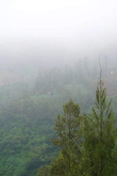 Ein Atemberaubender Blick Auf Saftig Grüne Bäume Einem Grasbewachsenen Berghang — Stockfoto