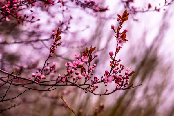 Eine Nahaufnahme Blühender Sakura Einem Garten Tageslicht Mit Verschwommenem Hintergrund — Stockfoto