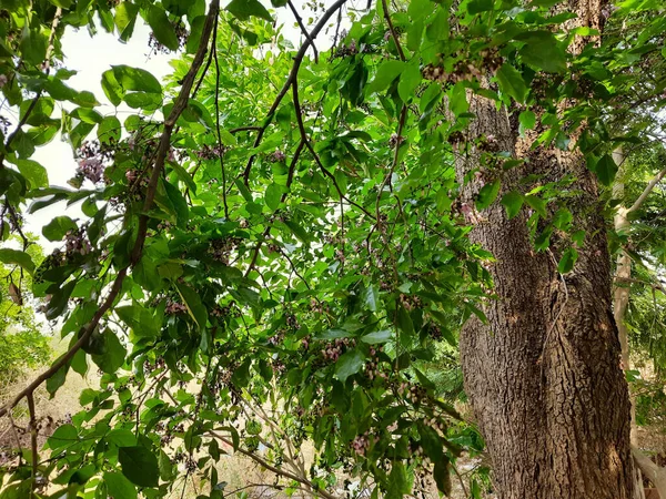 Eine Nahaufnahme Eines Baumes Mit Grünen Blättern Und Blüten — Stockfoto