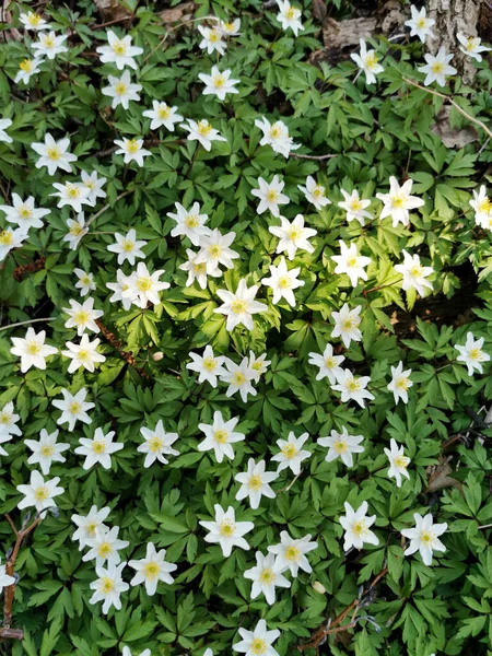 Smukke Hvide Anemone Blomster Dyrket Haven - Stock-foto