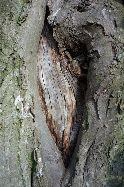 Eine Vertikale Makroaufnahme Eines Baumstammes — Stockfoto