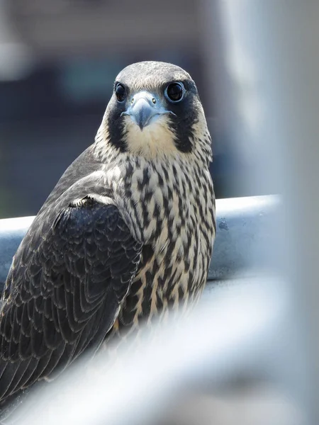 Nahaufnahme Eines Hobby Vogels Mit Großen Augen Auf Verschwommenem Hintergrund — Stockfoto