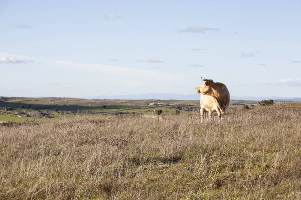 Корова Смотрит Пейзаж Вершины Луга Поле — стоковое фото