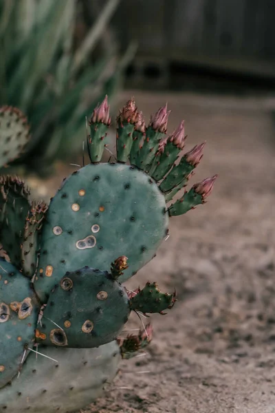 Plano Vertical Hermoso Cactus Con Flores Desierto —  Fotos de Stock