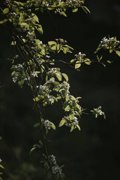 Plan Vertical Fleurs Cerisier Sur Les Branches Des Arbres — Photo