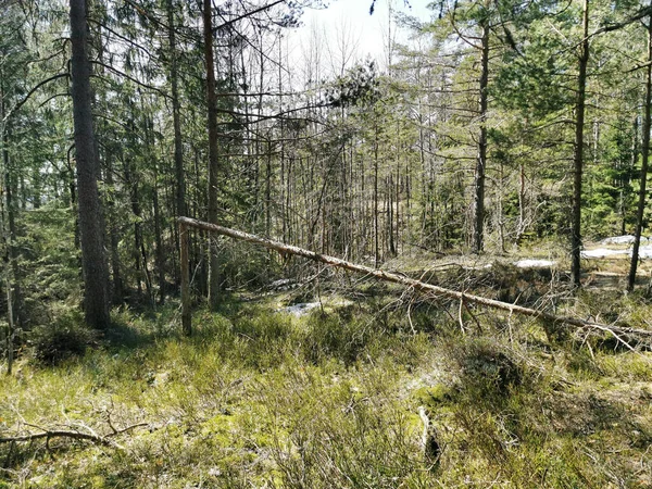 Árbol Seco Caído Bosque Knappen Hill Vestfold Noruega —  Fotos de Stock