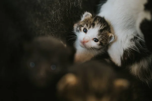 かわいい赤ちゃんの子猫のクローズアップショット — ストック写真