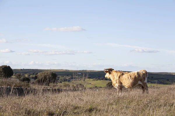 Корова Смотрит Пейзаж Вершины Луга Поле — стоковое фото