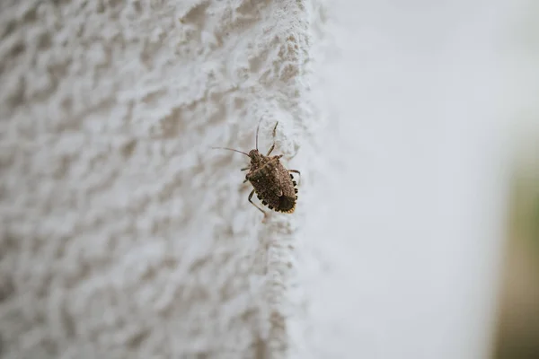 Gros Plan Insecte Sur Mur Grunge Blanc — Photo