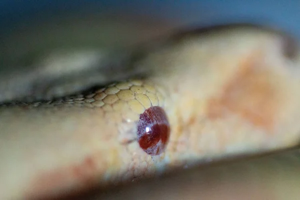 Closeup Shot Albino Boa Constrictor Resting — Stock Photo, Image