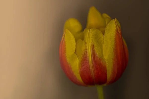 Primer Plano Tulipán Rojo Amarillo Jardín Bajo Luz Del Sol —  Fotos de Stock