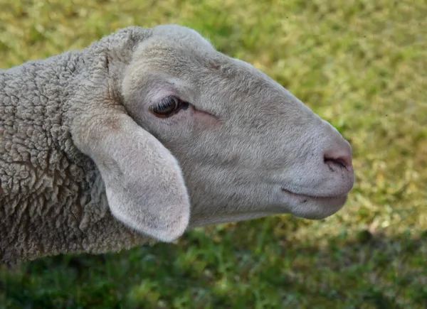 Plan Sélectif Mouton Dans Une Prairie — Photo
