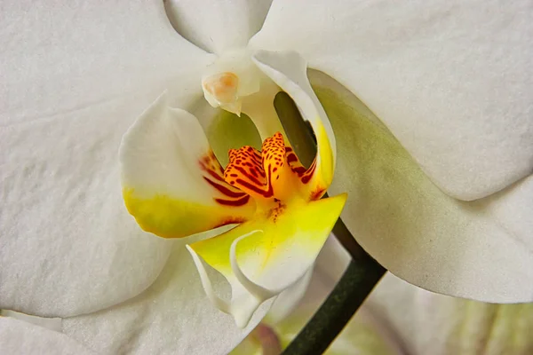 Macro Beyaz Bir Orkide Çiçeği Vurdu — Stok fotoğraf