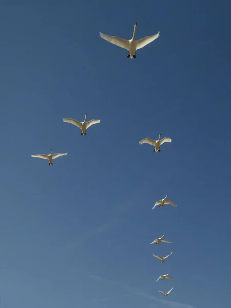 Вертикальный Снимок Стаи Лебедей Летящих Красивом Голубом Небе Строю — стоковое фото
