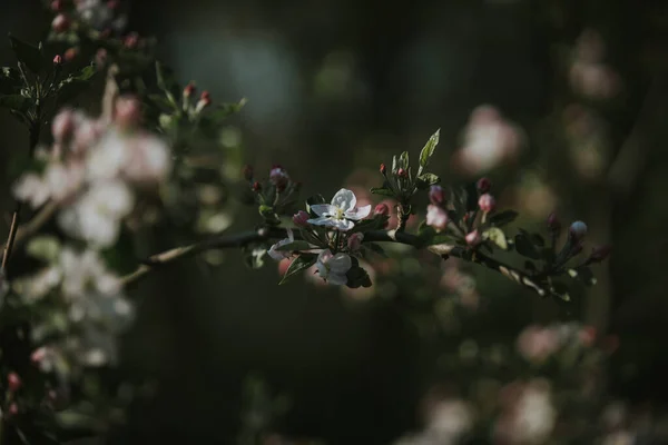 Eine Nahaufnahme Weißer Kirschblüten Auf Ästen — Stockfoto