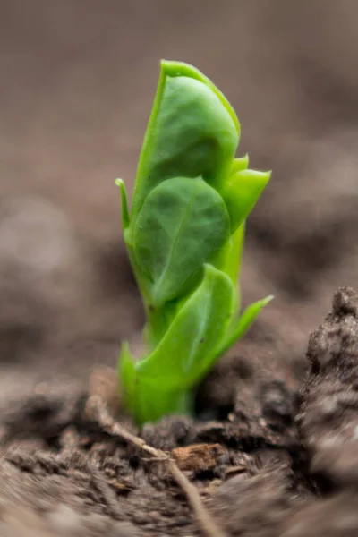 Close Detail Van Nieuwe Erwtenplant Biologische Tuin — Stockfoto