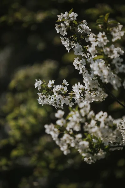 Ein Vertikaler Schuss Weißer Kirschblüten Auf Ästen — Stockfoto