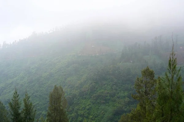 Uma Vista Deslumbrante Árvores Verdes Exuberantes Uma Encosta Montanha Gramada — Fotografia de Stock