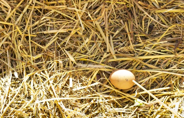 Sebuah Foto Closeup Dari Telur Yang Baru Diletakkan Sarang Jerami — Stok Foto