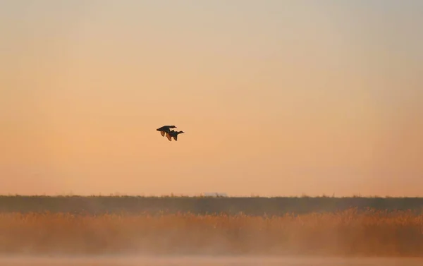 Paio Anatre Che Sorvolano Colline Lago Durante Tramonto — Foto Stock