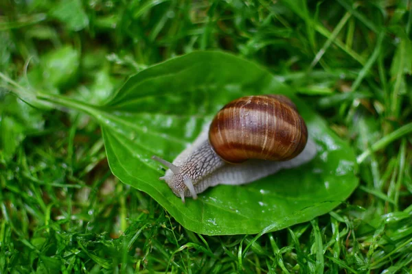 Selektivní Zaostření Hroznového Šneka Listu Dešti — Stock fotografie