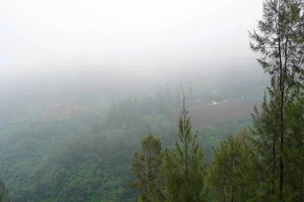 Une Vue Imprenable Sur Les Arbres Verts Luxuriants Sur Une — Photo